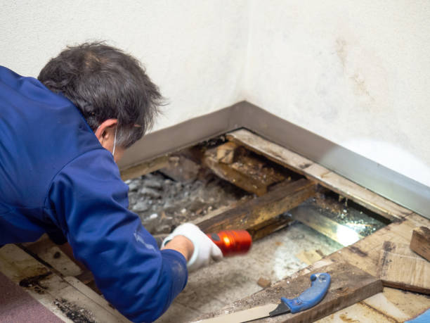 Best Attic Mold Remediation in Ocean Gate, NJ