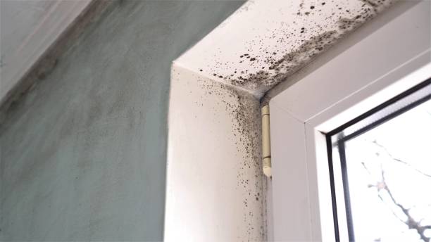 Best Post-Flood Mold Remediation in Ocean Gate, NJ