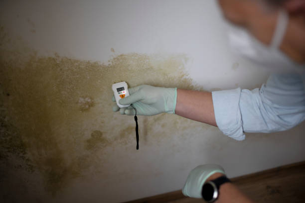 Professional Mold Remediation in Ocean Gate, NJ