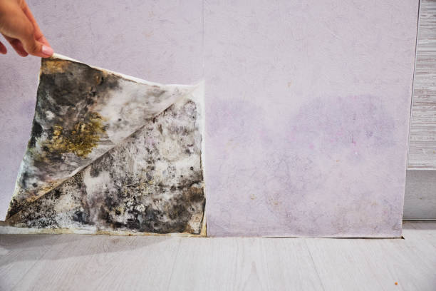 Best Localized Mold Remediation (e.g., coastal areas, humid climates) in Ocean Gate, NJ